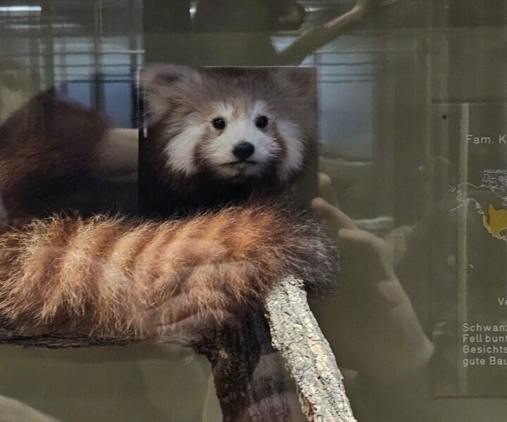 Advent u Beču kamperom (38)