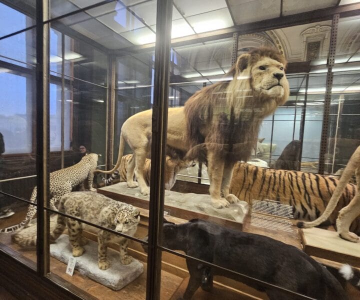 Advent u Beču kamperom (39)