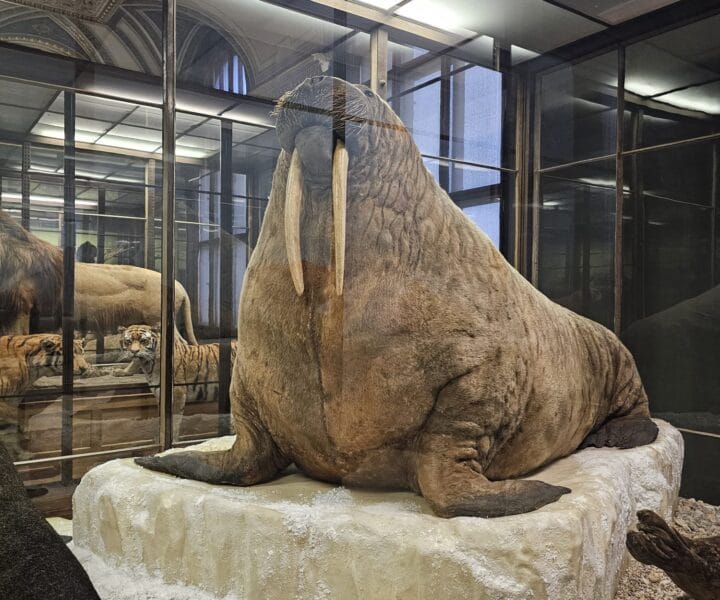 Advent u Beču kamperom (40)