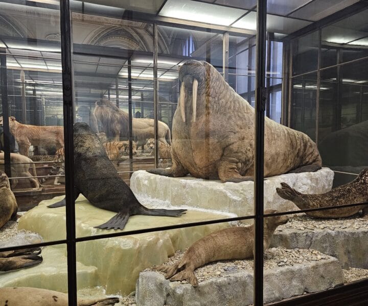 Advent u Beču kamperom (41)