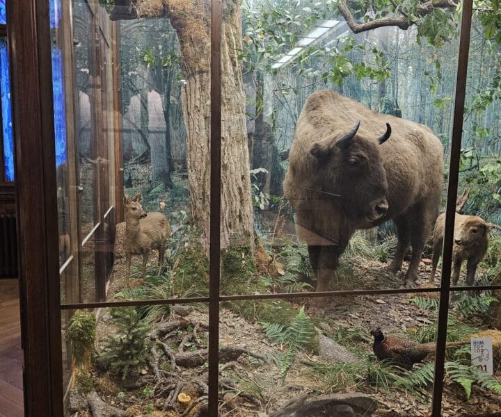 Advent u Beču kamperom (42)