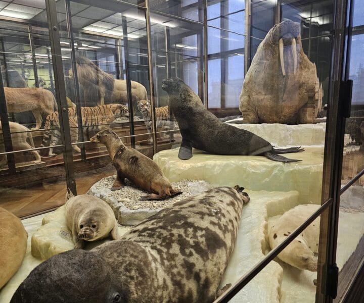 Advent u Beču kamperom (43)